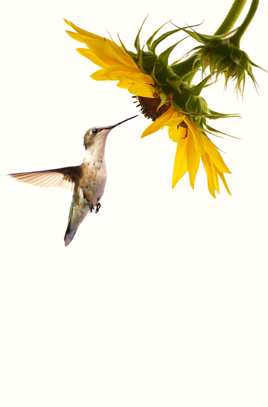 Pretty image
